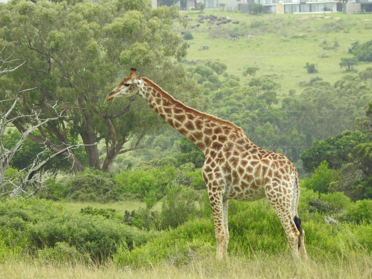 Milkwood Country House Port Elizabeth Extérieur photo